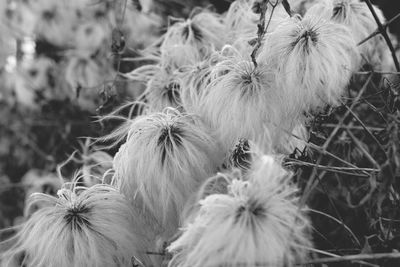 Close-up of flowers