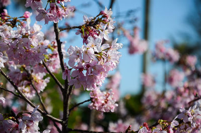 Close-up of pink cherry blossoms in spring