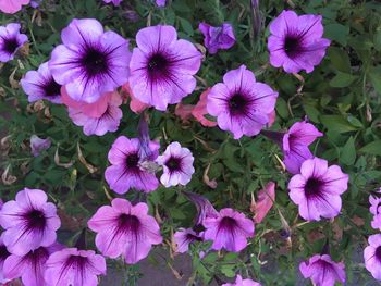 Close-up of purple flowers blooming outdoors