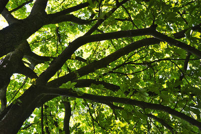 Low angle view of trees growing in forest