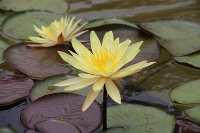 Close-up of water lily in lake