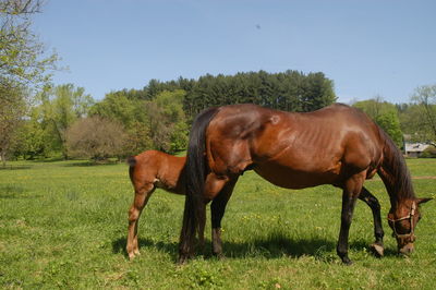 Horses in a field