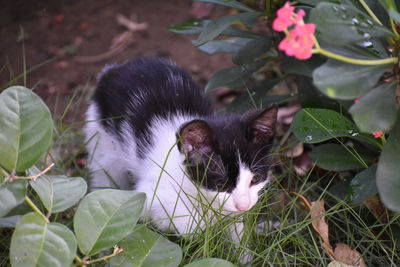 Close-up of cat on plant