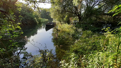 Scenic view of river amidst trees in forest