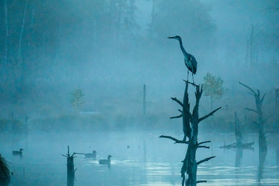 Grey heron perching on wooden post amidst lake