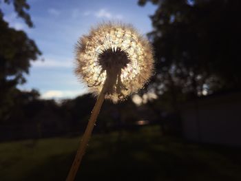 Close-up of dandelion against sky