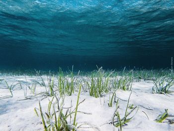 Plants growing on land by sea