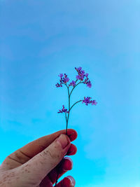 Hand holding purple flowering plant against blue sky