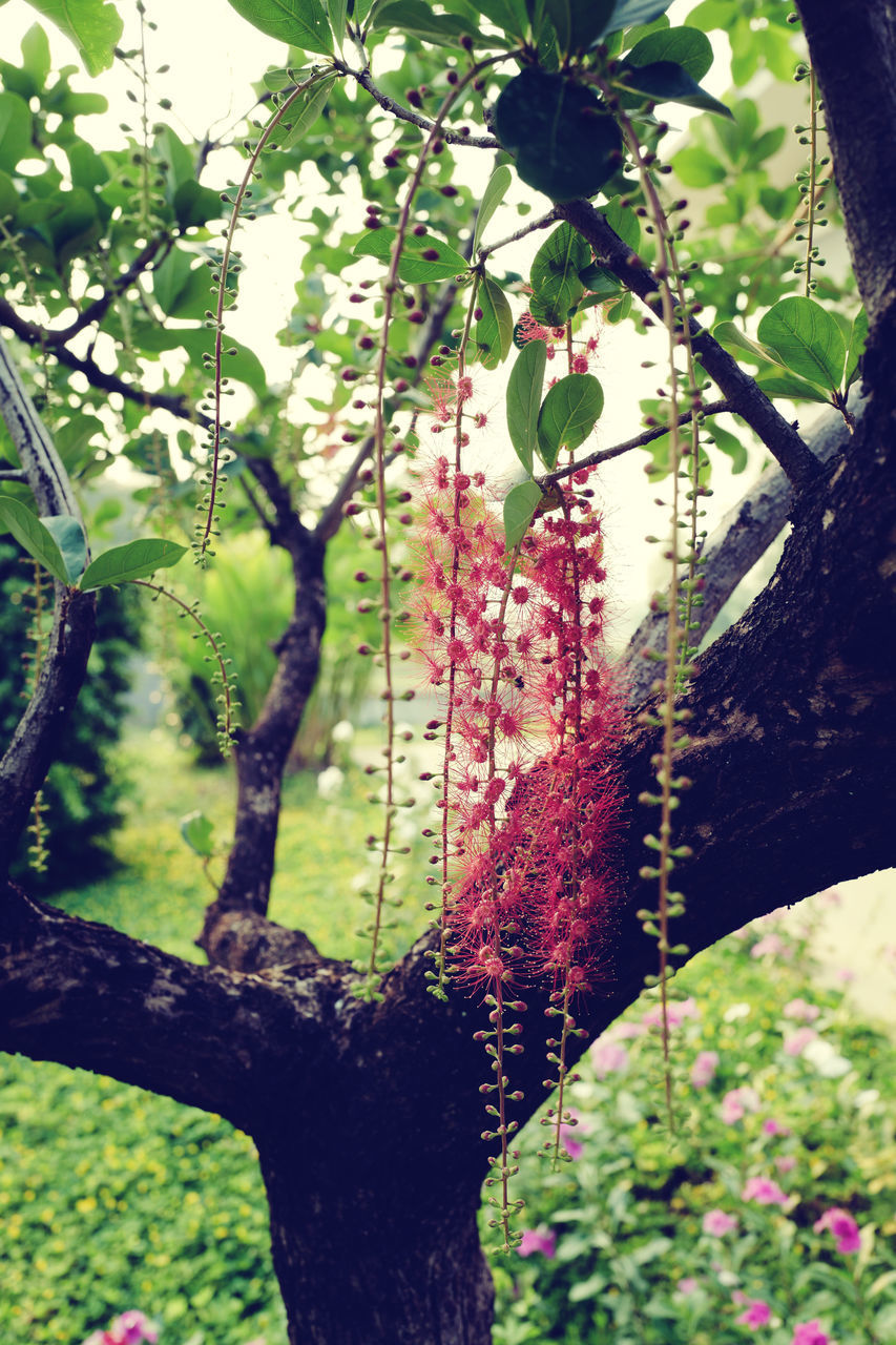 CLOSE-UP OF FRESH PLANTS AGAINST TREE