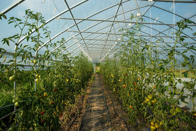 Tomato plants growing in greenhouse