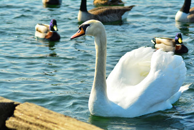 Swans swimming in lake