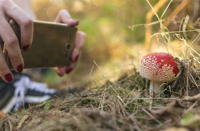 Woman photographing mushroom on field