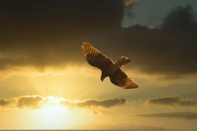 Low angle view of seagull flying in sky