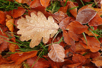 Close-up of wet autumn leaves on field