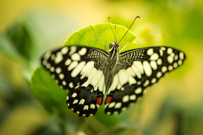 Close-up of butterfly perching on leaf