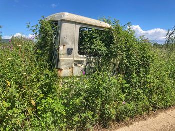 Plants growing on field against trees