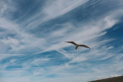 Low angle view of seagull flying against sky