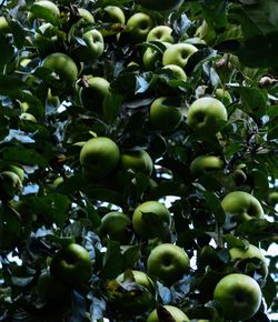 Low angle view of fruits growing on tree