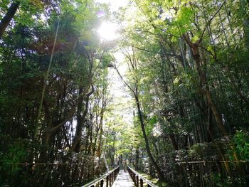 Low angle view of trees in forest