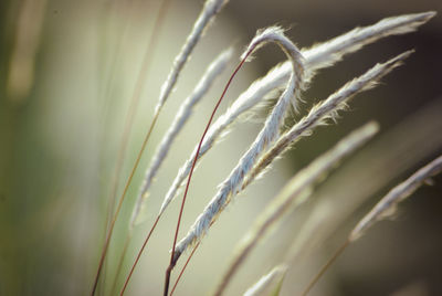 Close-up of stalks in field