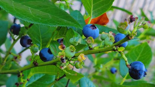 Close-up of fruits growing on tree