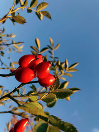 Low angle view of red flowers