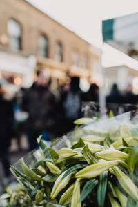 Close-up of vegetables for sale in market