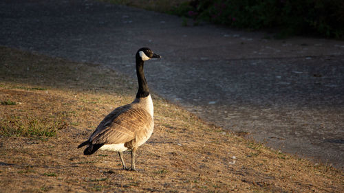 Side view of canada goose on field