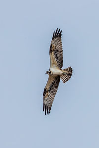 Low angle view of eagle flying in sky