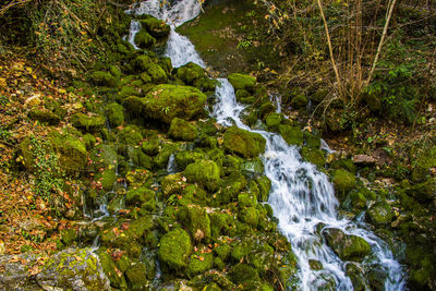 Scenic view of waterfall in forest
