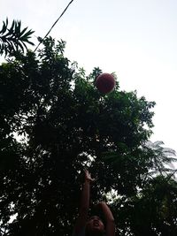 Low angle view of person holding plant against sky