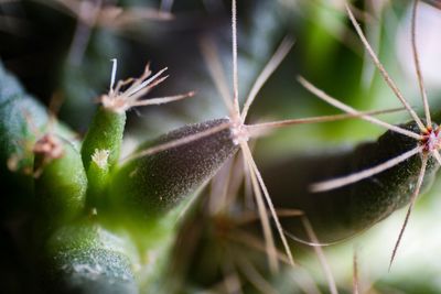 Close-up of succulent plant