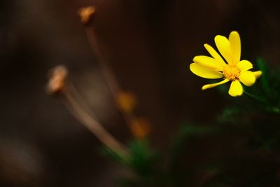 Close-up of yellow flower