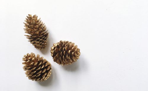 Close-up of pine cone on white background