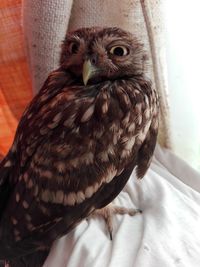 Close-up portrait of owl