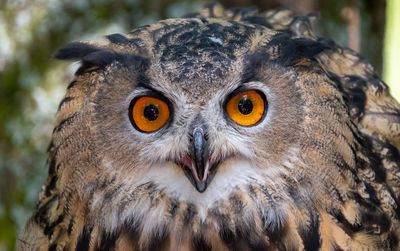 Close-up portrait of owl
