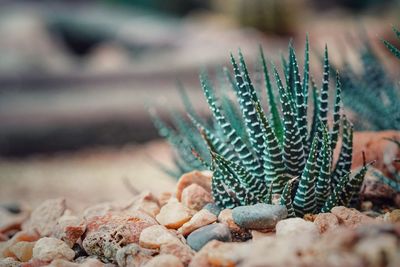 Close-up of succulent plant