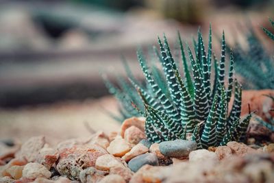 Close-up of plant