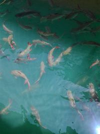 High angle view of fishes swimming in sea