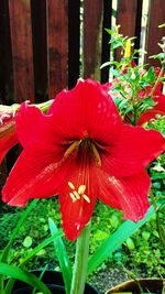 Close-up of red flower