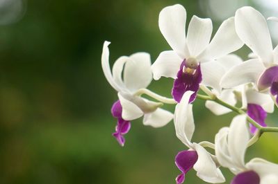 Close-up of white flowering plant