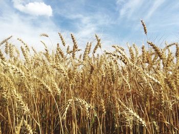 Wheat field against sky