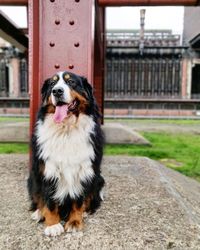 Portrait of dog looking away outdoors