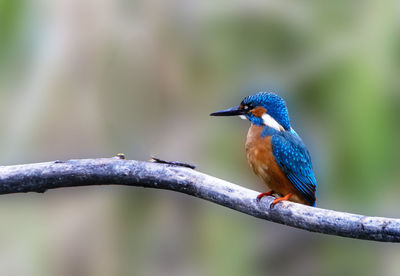 Close-up of bird perching on branch