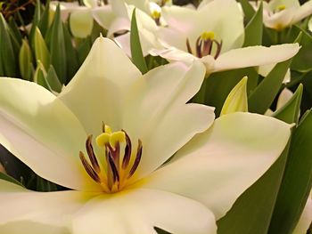 Close-up of white flowering plant