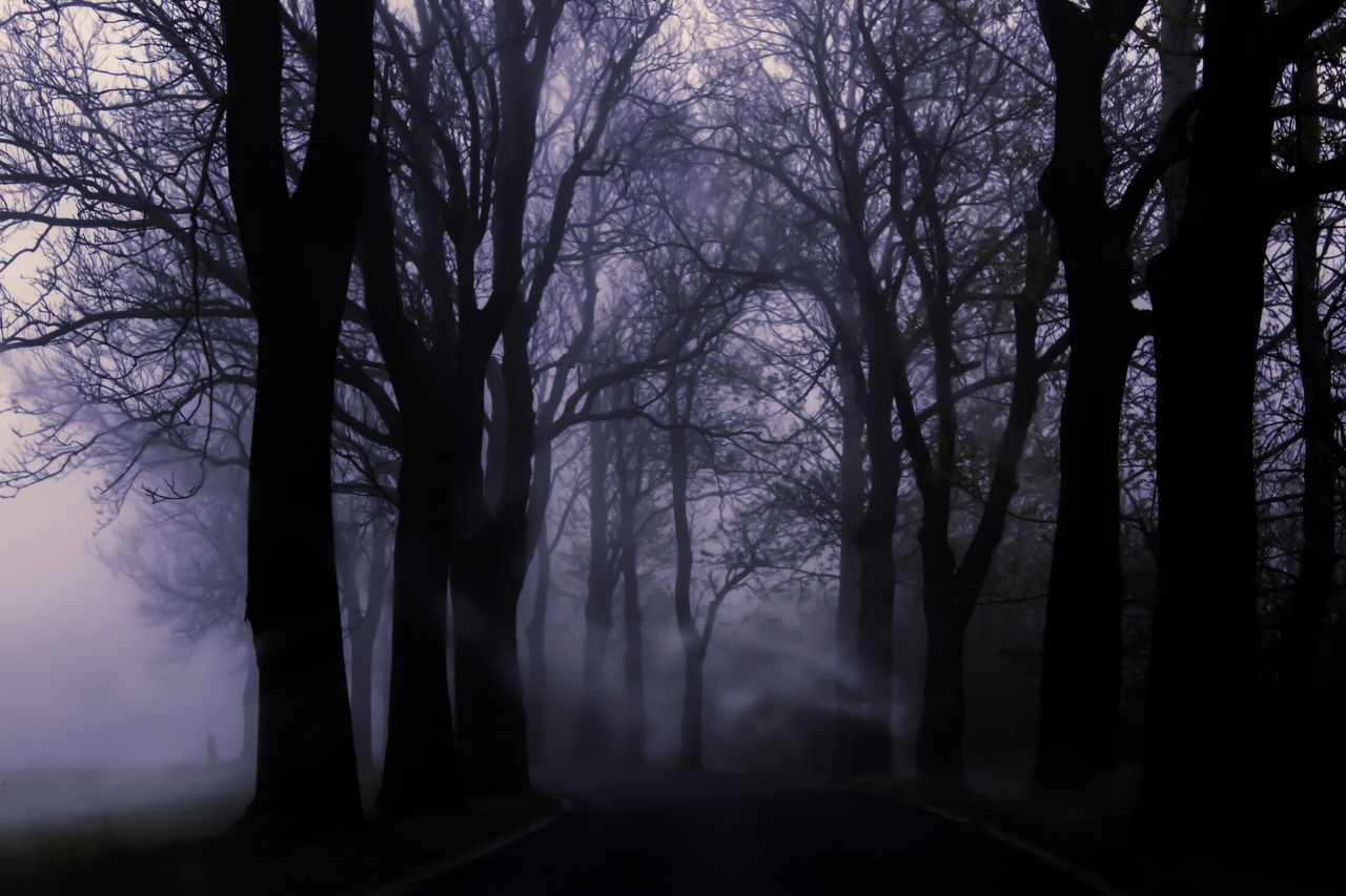 SILHOUETTE OF BARE TREES IN FOREST AT NIGHT