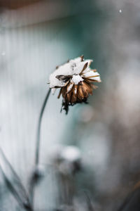 Close-up of white flowering plant