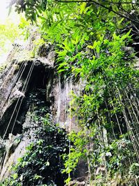 Plants growing in forest