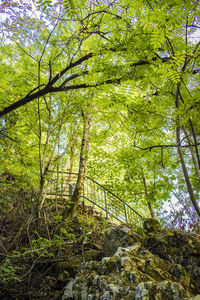 Low angle view of trees in forest