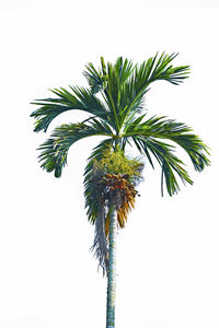 Low angle view of palm tree against clear sky